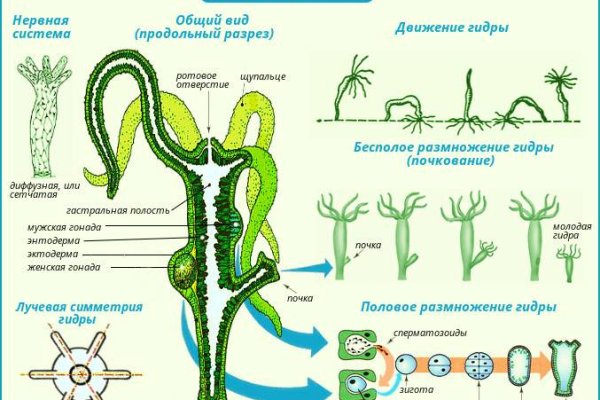 Kraken россия